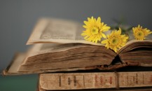 Yellow-flowers-on-the-old-book