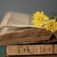 Yellow-flowers-on-the-old-book